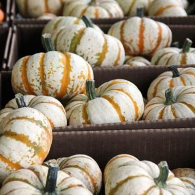 Ritka és egzotikus tökmag-Clara Rosan