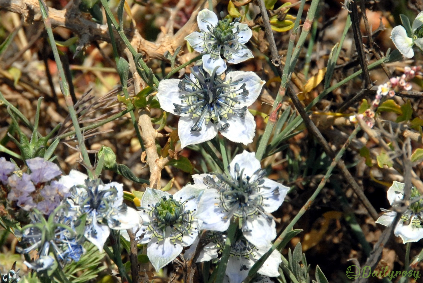 ```
Szerelem a ködben: A Nigella Arvensis rejtélyes szépségének felfedezése
```-Clara Rosan
