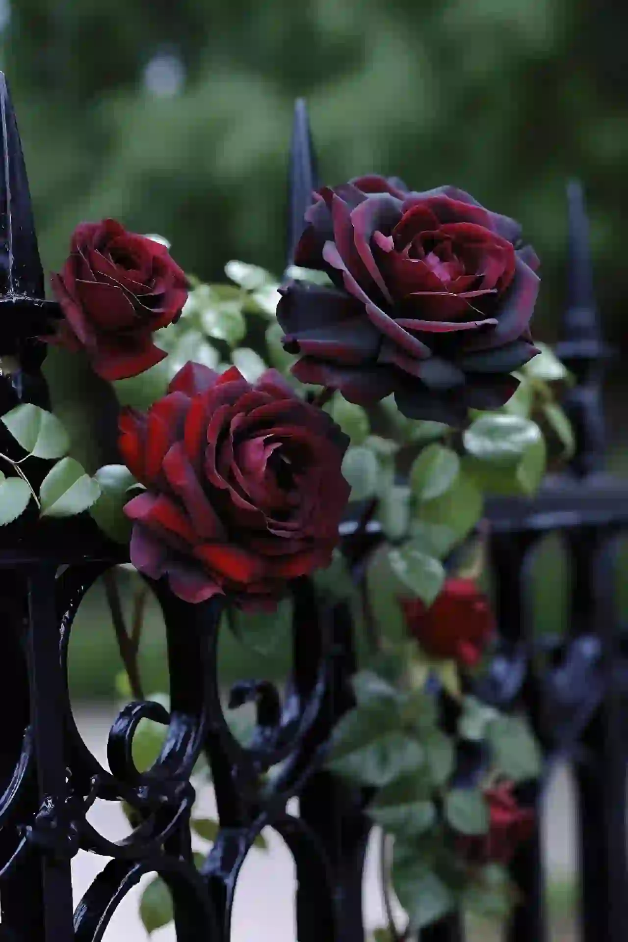 Fekete Baccara magok-Clara Rosan