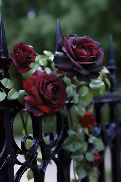 Fekete Baccara magok-Clara Rosan