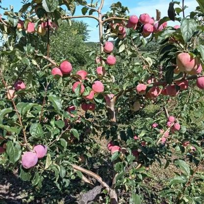 Tejgyümölcs magvai - Csillagalma - Chrysophyllum Cainito-Clara Rosan