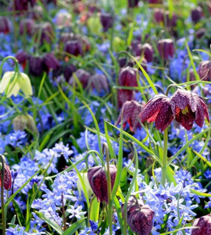 Fritillaria meleagris magok🎉Újévi akció-Clara Rosan