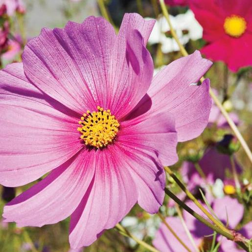 Rózsaszín kozmosz-Clara Rosan