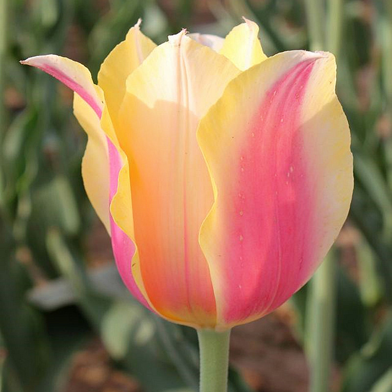 Dupla tulipánhagymák-Clara Rosan