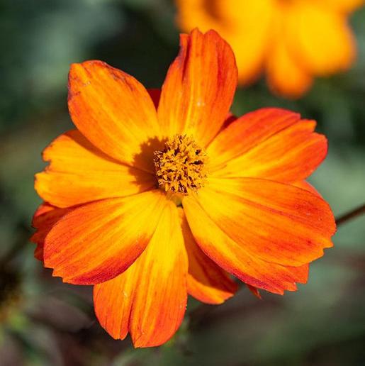 Fényes fények-Clara Rosan