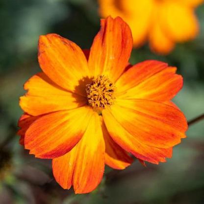 Fényes fények-Clara Rosan