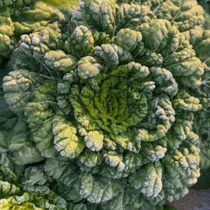 🥬Brassica Narinosa magok 🥬-Clara Rosan