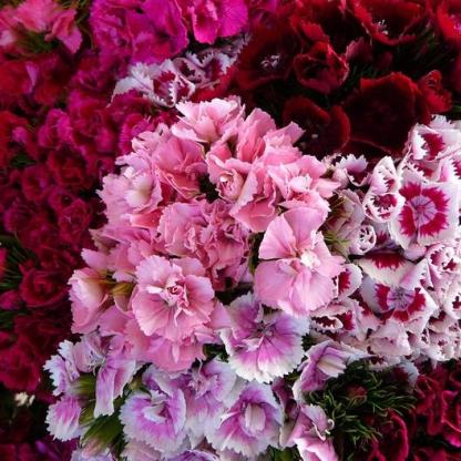 Sweet William Seeds - Tavaszi Hírnök Mix-Clara Rosan