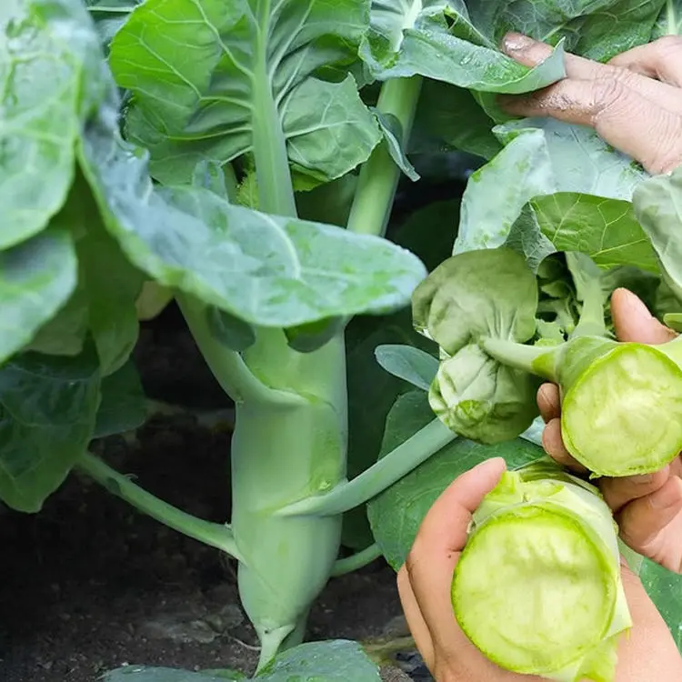 Nagy csirkecomb kelkáposzta magok-Clara Rosan