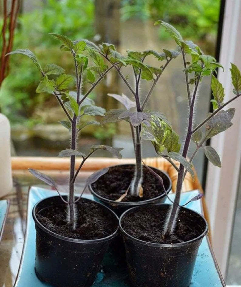 50/100 Organikus Indigo Rózsa Paradicsom Mag, Örökség, Nem GMO, Solanum Lycopersicum-Clara Rosan