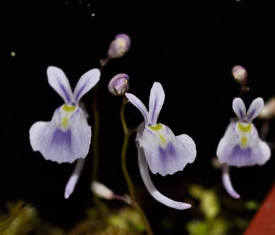 Utricularia sandersonii magok-Clara Rosan