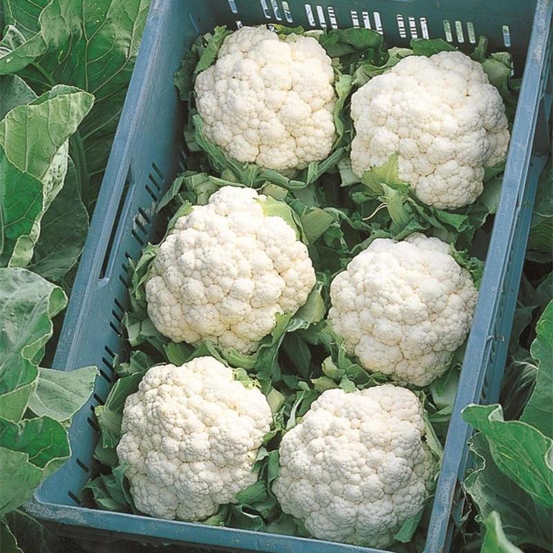 Karfiol-abszolút F1-Clara Rosan