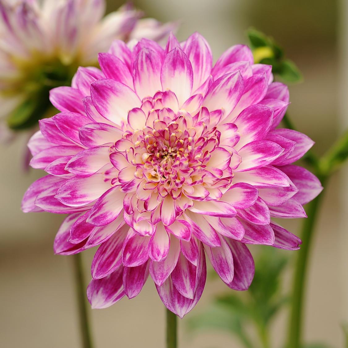 EPERKRÉM-Clara Rosan