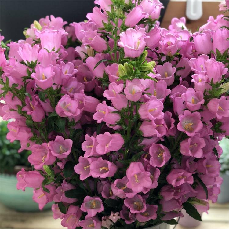 Harangvirág magok-Clara Rosan