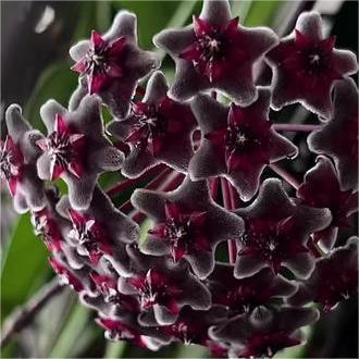 Hoya Seeds - Csillagok hullanak az égből✨-Clara Rosan