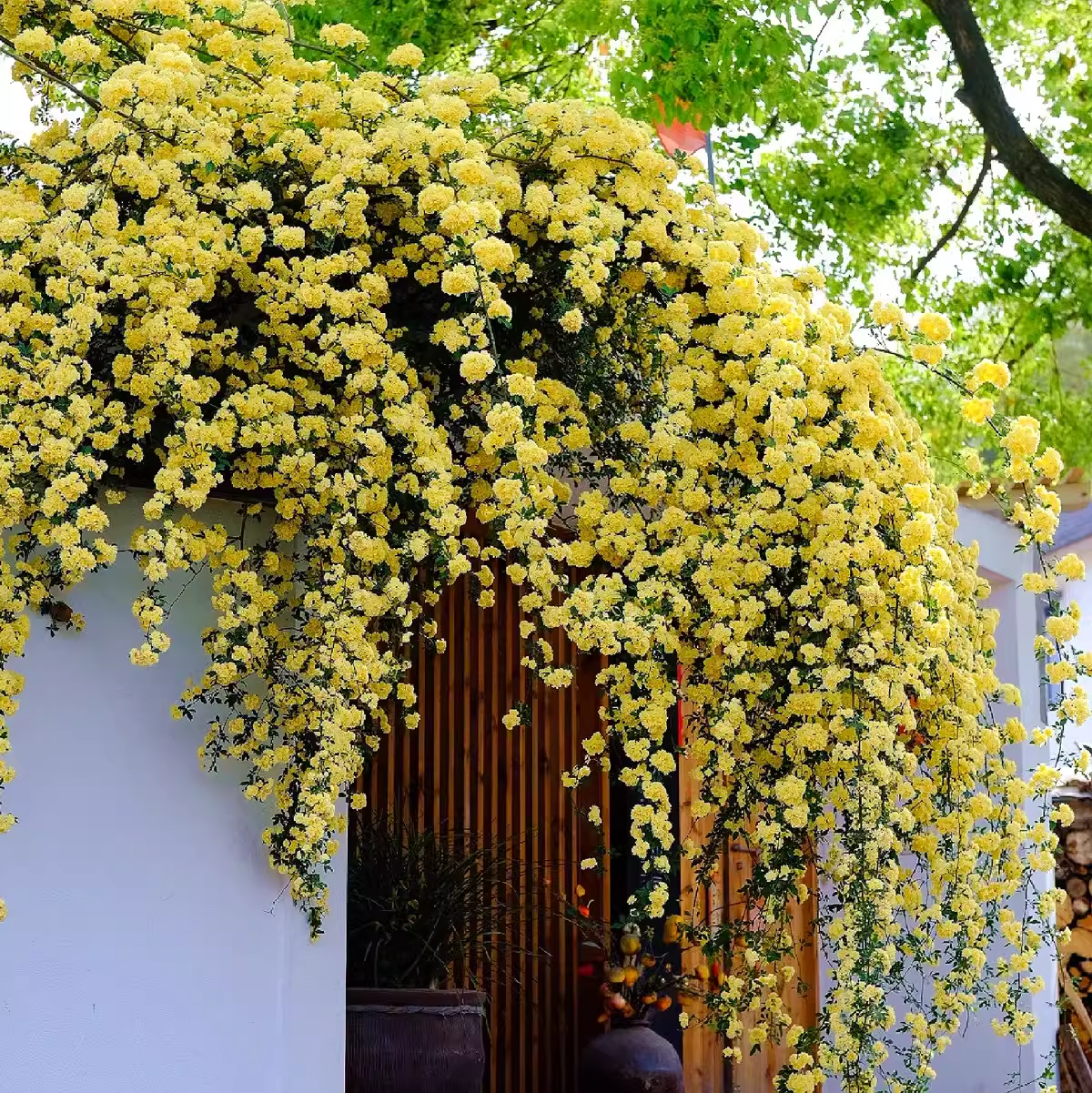 Sárga Banks Rózsa Magok-Clara Rosan