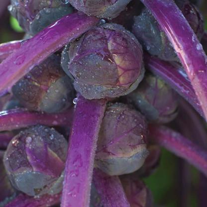 Kelbimbó Redarling F1-Clara Rosan
