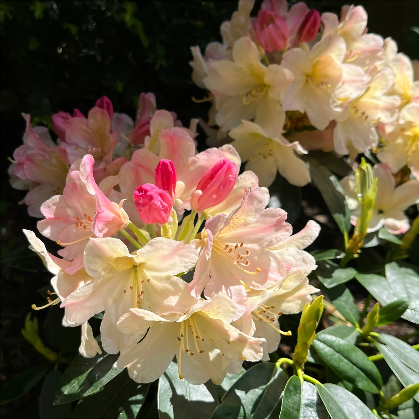 Alpesi azálea magok 🌸 Ritka fajok-Clara Rosan