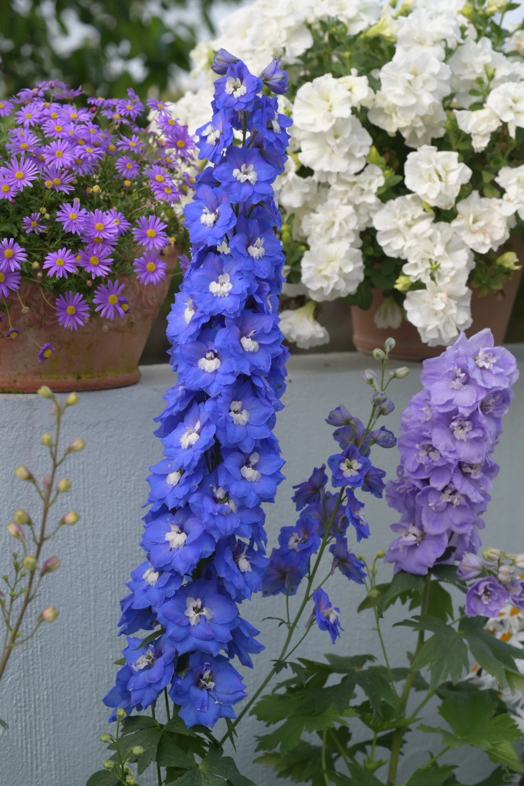 Delphinium magok - vegyes 7 szín-Clara Rosan