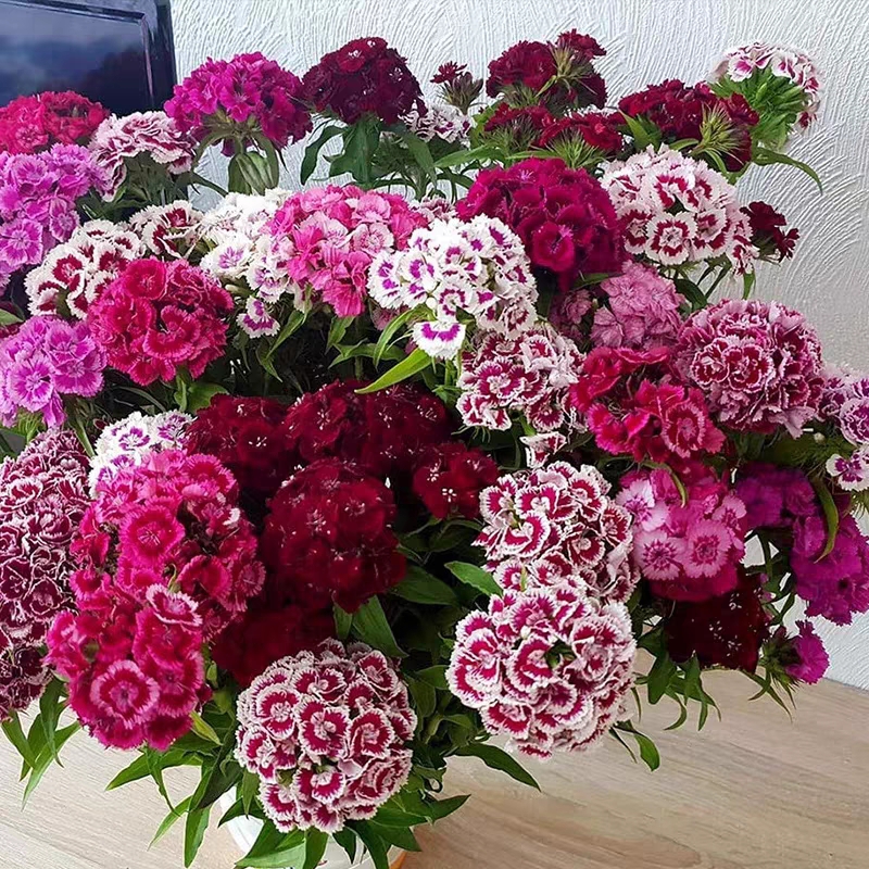 Dianthus magok 🌈 Több mint 10 szín keverése-Clara Rosan