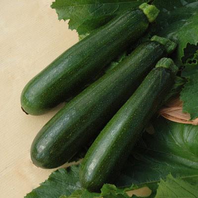 Squash Green Machine F1-Clara Rosan