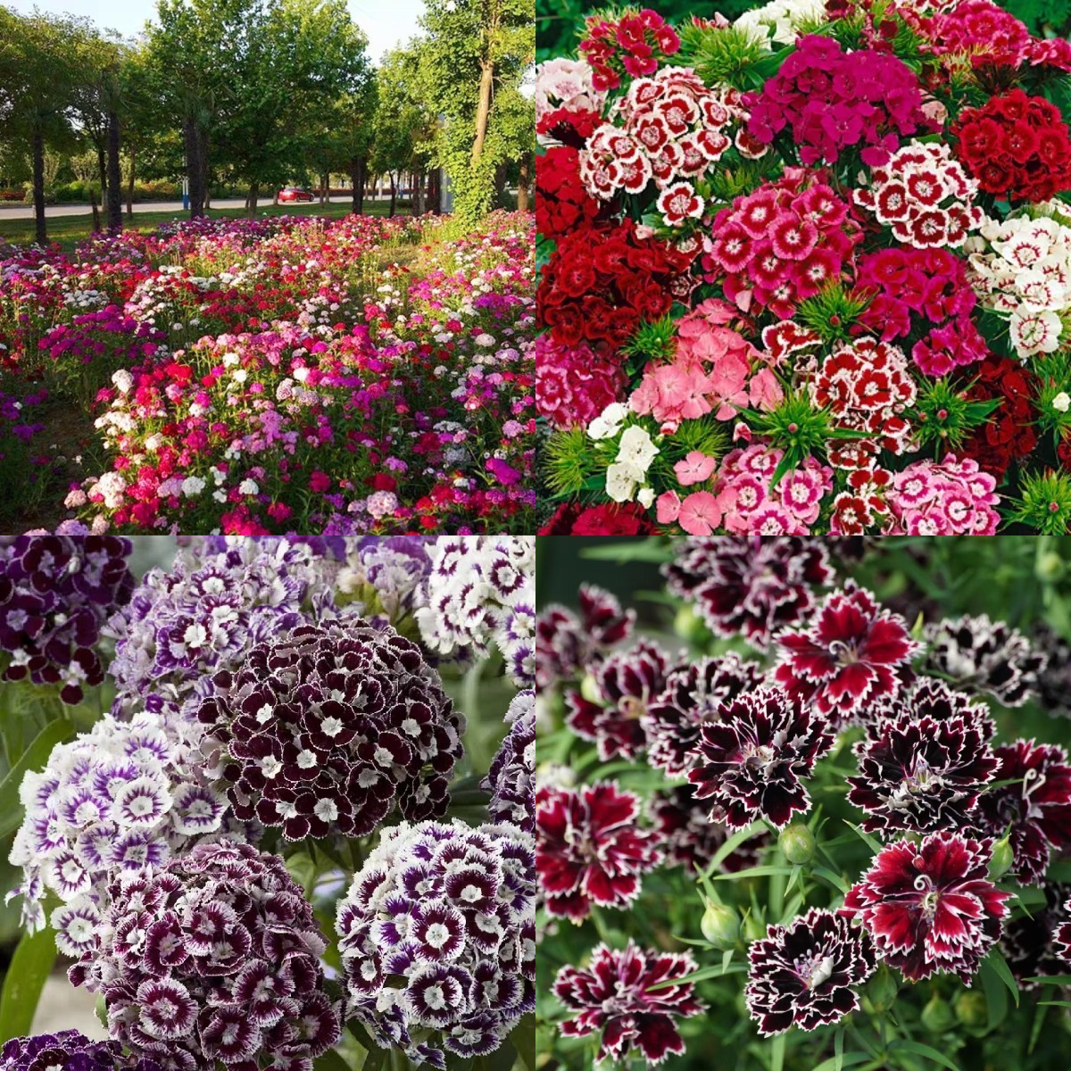 Dianthus magok 🌈 Több mint 10 szín keverése-Clara Rosan