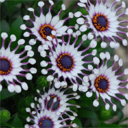 Kék Szemű Krizantém - Fehér Pünkösdi Rózsa ⏳Hosszan tartó Virágok-Clara Rosan