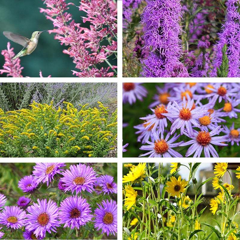 ŐSZI VARÁZSLATOS BEPORZÓ KOLLEKCIÓ-Clara Rosan