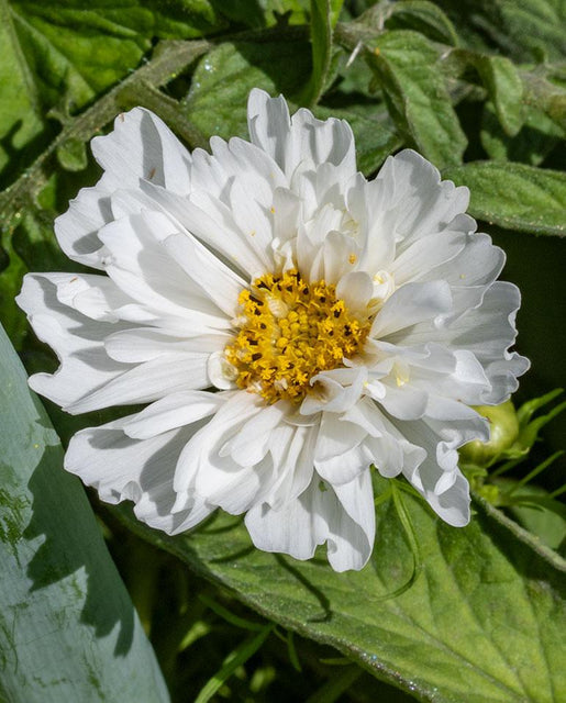 Hópufók-Clara Rosan