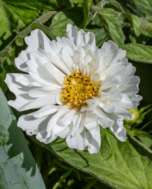 Hópufók-Clara Rosan