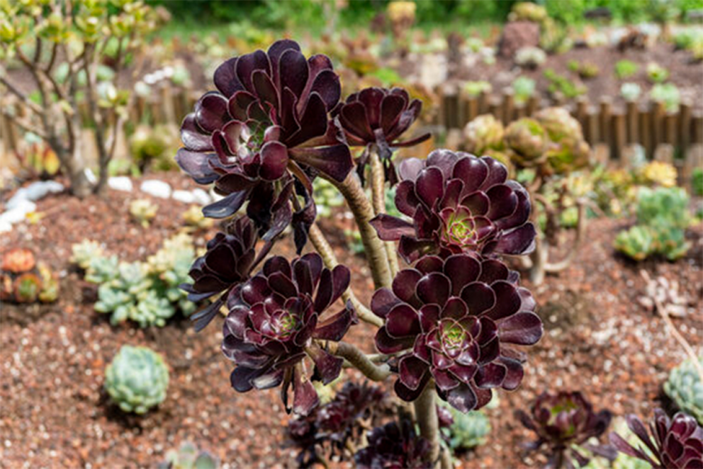 Aeonium arboreum Sötétlila-Clara Rosan