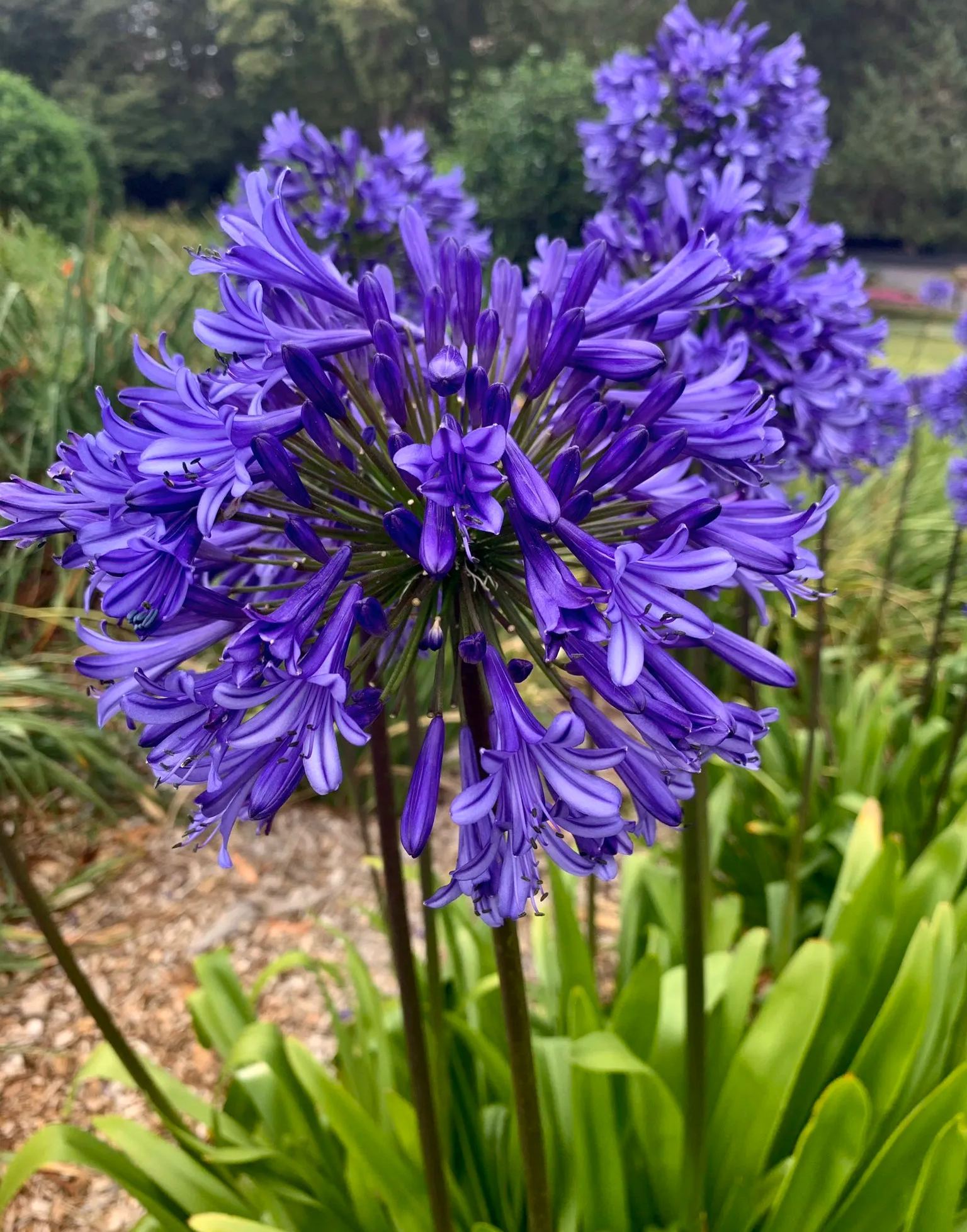 Agapanthus africanus 'Fekete buddhista'-Clara Rosan