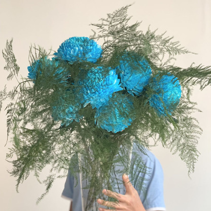 Ritka kék bazsarózsa krizantém-Clara Rosan