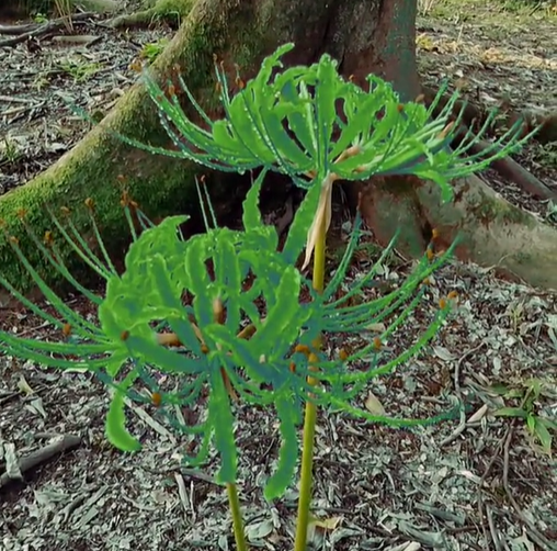 Pókliliom hagymák - Többszínű🌈-Clara Rosan