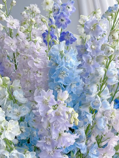 Delphinium magok - vegyes 7 szín-Clara Rosan