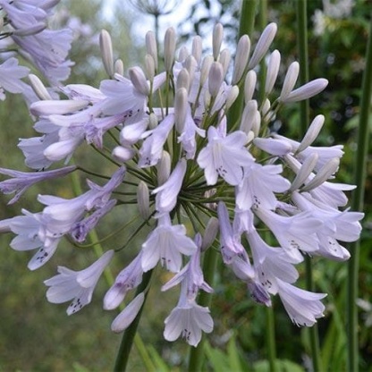 Agapanthus africanus 'Windsor Grey'-Clara Rosan
