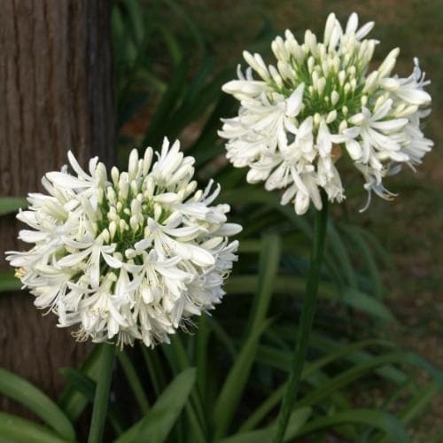 🔥🔥Agapanthus africanus 'Albus'-Clara Rosan