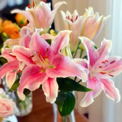 Keleti illatos liliomhagymák-Clara Rosan