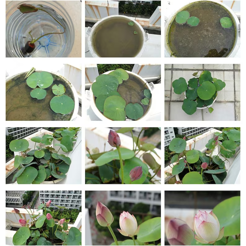 A szent bonsai lótuszvirág-Clara Rosan