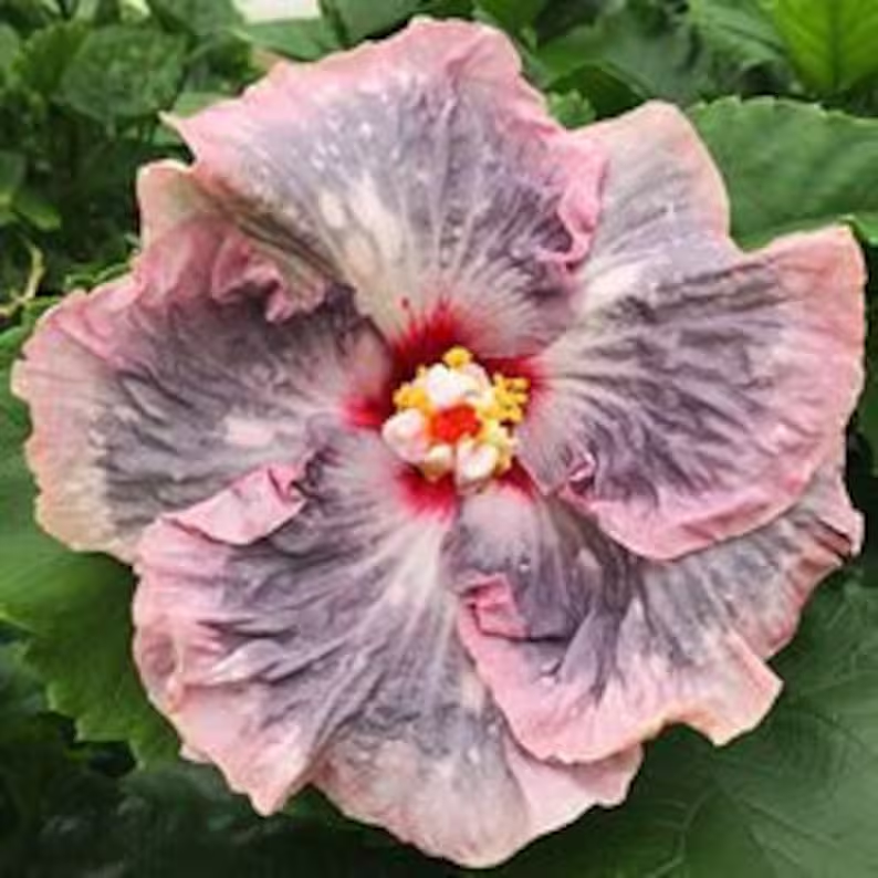 Gyönyörű kozmikus táncos hibiszkusz-Clara Rosan