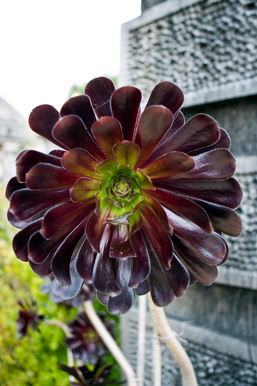 Aeonium arboreum Sötétlila-Clara Rosan