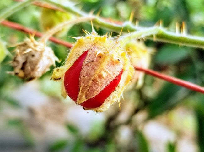 Litchi Tomato AKA Morelle de Balbis magok (Tanúsított biogazdálkodás)-Clara Rosan