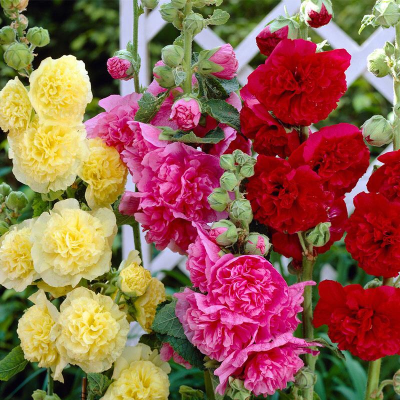 🌸Dupla mályvák: A kerti világ "magasodó pünkösdi rózsái"