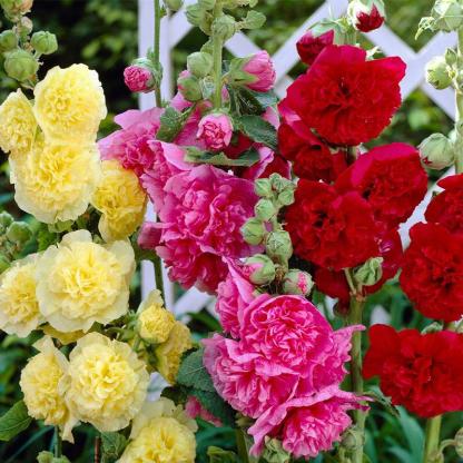 🌸Dupla mályvák: A kerti világ "magasodó pünkösdi rózsái"