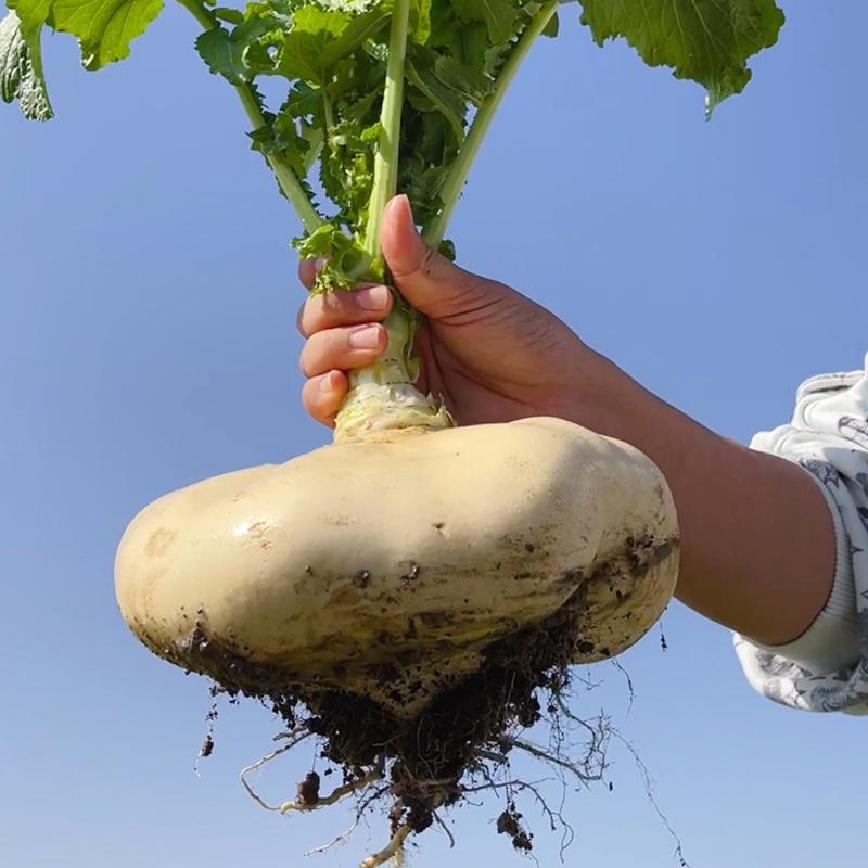Jade Plate zöldségmagok-Clara Rosan