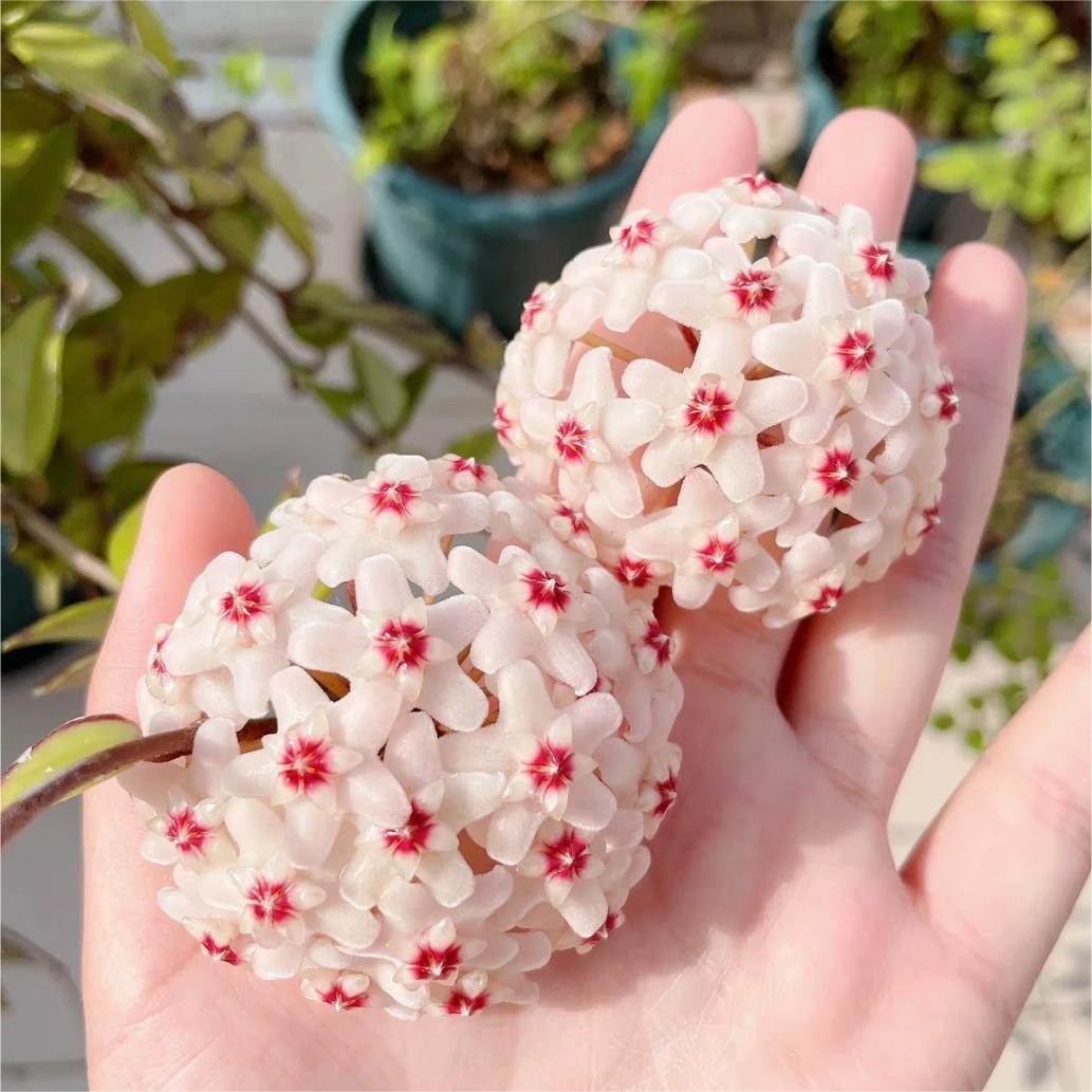 Hoya Seeds - Csillagok hullanak az égből✨-Clara Rosan