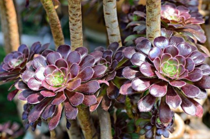 Aeonium arboreum Sötétlila-Clara Rosan