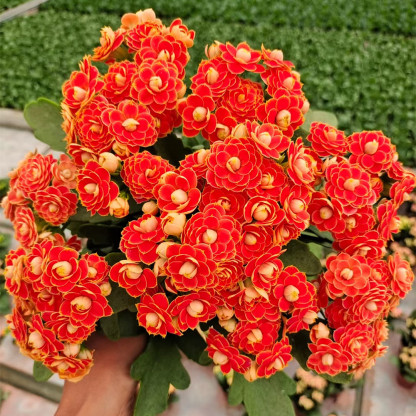 Golden Fox hosszú életű virágmagok-Clara Rosan