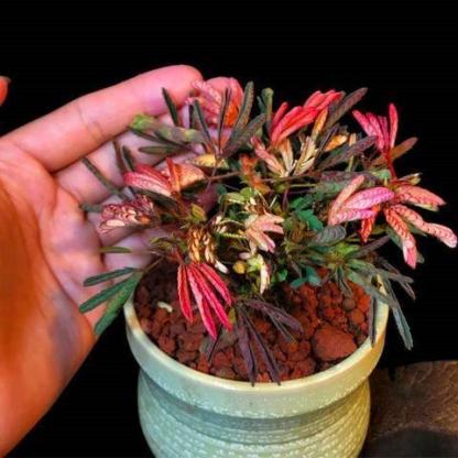 SZÍNES MIMÓZA MAGOK-Clara Rosan