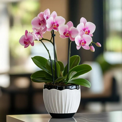 🦋Phalenopsis virágmagok-Clara Rosan